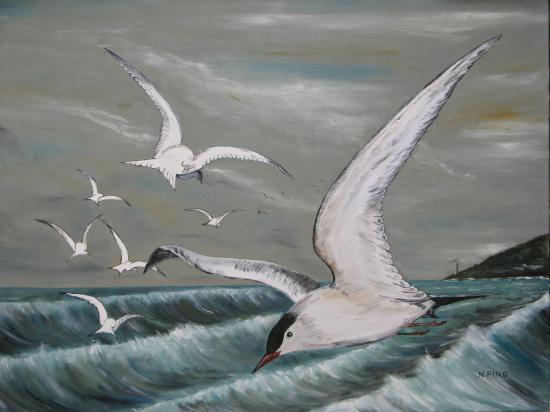 Le bal des hirondelles  de mer 200€ san cadre (73X54)