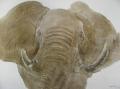 L elephant gris  500€ av cadre (92X73)pas disponible